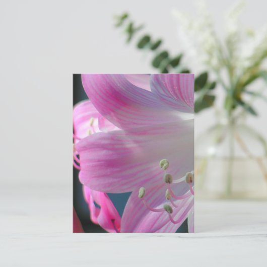 Roze Embrace Macro Flower Briefkaart (Staand voorkant)