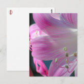 Roze Embrace Macro Flower Briefkaart (Voorkant / Achterkant)