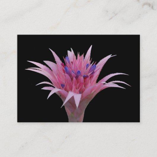 Roze en blauwe Aechmea ACEO Visitekaartje (Voorkant)