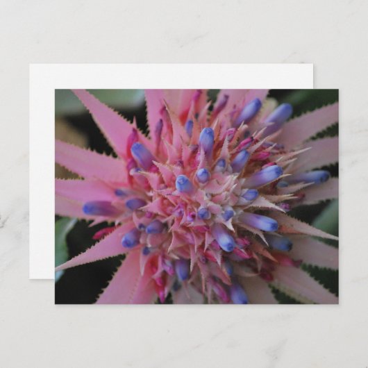 Roze en blauwe echmea #2 Briefkaart (Voorkant / Achterkant)