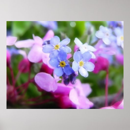 Roze en blauwe lentbloemen poster (Voorkant)