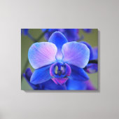 Roze en Blauwe Orchidee Canvas Afdruk (Voorkant)