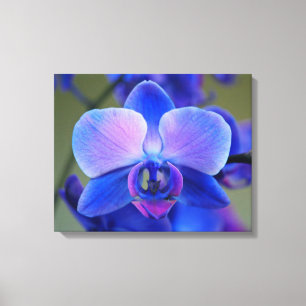 Roze en Blauwe Orchidee Canvas Afdruk