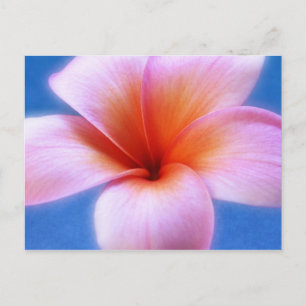 Roze en blauwe pruimen Frangipani Hawaii Flower Briefkaart