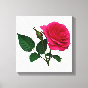 Roze en Bud Canvas Afdruk