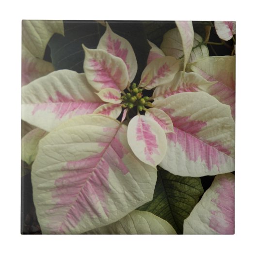 Roze en Cream Marble Poinsettia Floral Tegeltje (Voorkant)