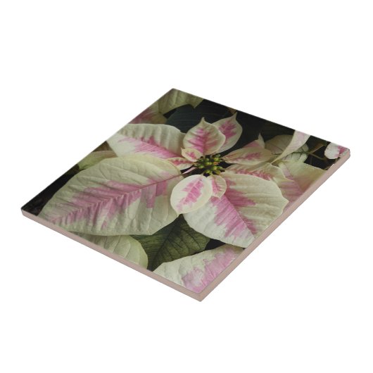 Roze en Cream Marble Poinsettia Floral Tegeltje (Zijkant)