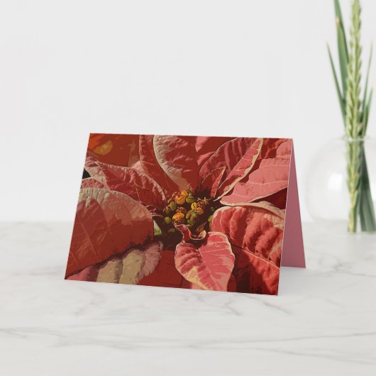 Roze en Cream Poinsettias Feestdagen Kaart (Voorkant)
