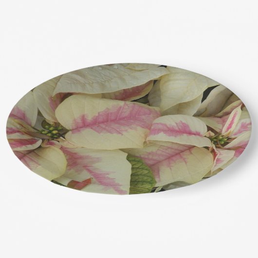 Roze en Cream Poinsettias Floral Papieren Bordje (Gekanteld)