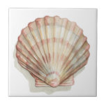 Roze en Cream Seashell Tegeltje<br><div class="desc">Megan Meagher schildert graag afbeeldingen van de prachtige oceaancollecties. Ze vangt het meest natuurlijke maar mooie aanbod van natuur in het leven van de zee. In dit klassieke en eenvoudige schilderij wordt de eenvoud van een mooie crème en een roze zeeslag vastgelegd. Haal vandaag nog dit stukje kunstwerk af om...</div>