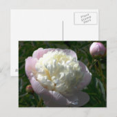 Roze en Crème Pioenrozen Briefkaart (Voorkant / Achterkant)