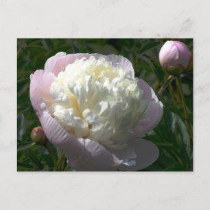 Roze en Crème Pioenrozen Briefkaart