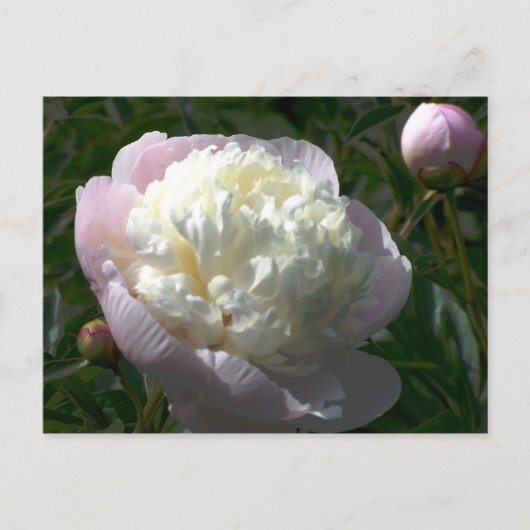 Roze en Crème Pioenrozen Briefkaart (Voorkant)