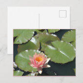 Roze en geel Briefkaart (Voorkant / Achterkant)