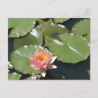 Roze en geel Briefkaart