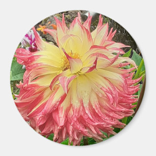 Roze en Geel Dahlia Magnet