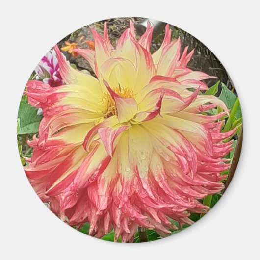 Roze en Geel Dahlia Magnet (Voorkant)