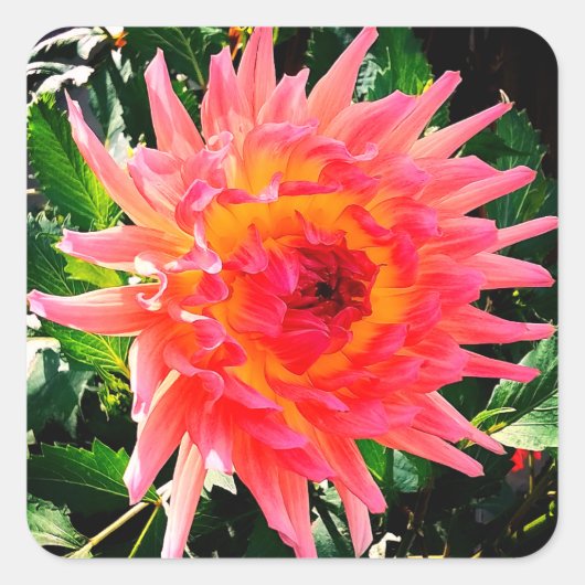 Roze en gele bloem vierkante sticker (Voorkant)