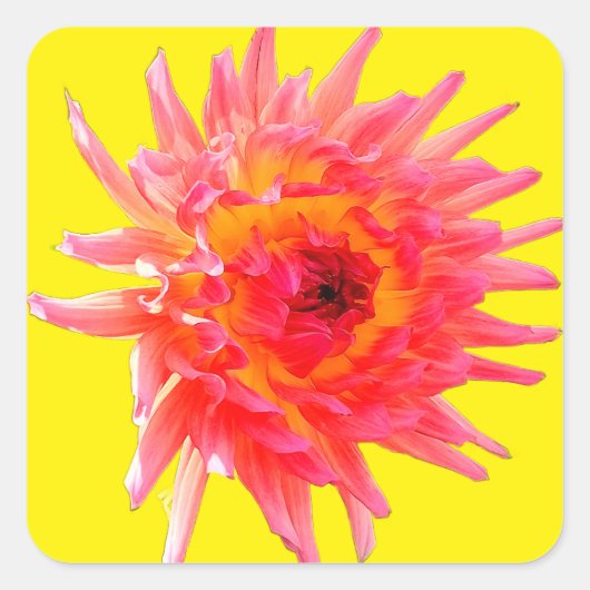 Roze en gele bloem vierkante sticker (Voorkant)
