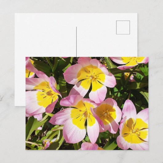 Roze en gele bloemen briefkaart (Voorkant / Achterkant)