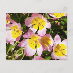 Roze en gele bloemen briefkaart