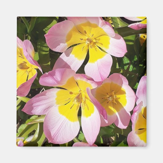 Roze en gele bloemen Magnet (Voorkant)