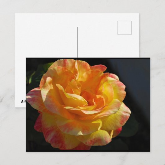 Roze en Gele Bloemige Roos Briefkaart (Voorkant / Achterkant)