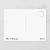 Roze en Gele Bloemige Roos Briefkaart (Achterkant)