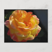 Roze en Gele Bloemige Roos Briefkaart (Voorkant)