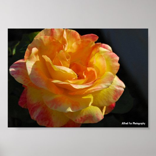 Roze en gele bloemrozen poster (Voorkant)