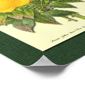 Roze en gele botanische Rozen op groen Poster (Hoek)