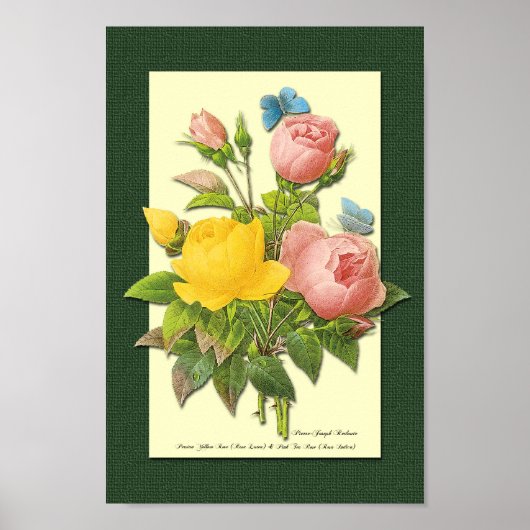 Roze en gele botanische Rozen op groen Poster (Voorkant)
