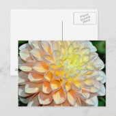 Roze en gele dahlia briefkaart (Voorkant / Achterkant)