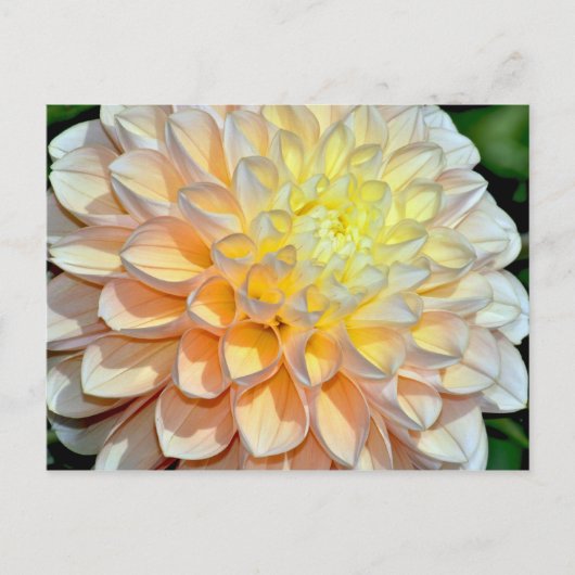 Roze en gele dahlia briefkaart (Voorkant)