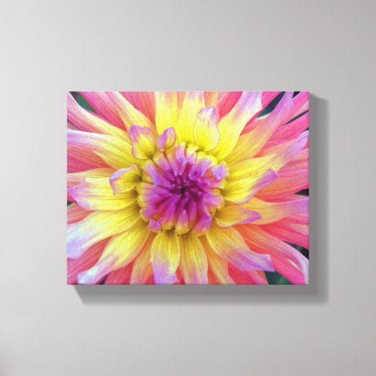 Roze en Gele Dahlia Canvas Afdruk (Voorkant)