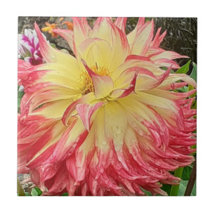 Roze en gele Dahlia Ceramic Tile Tegeltje