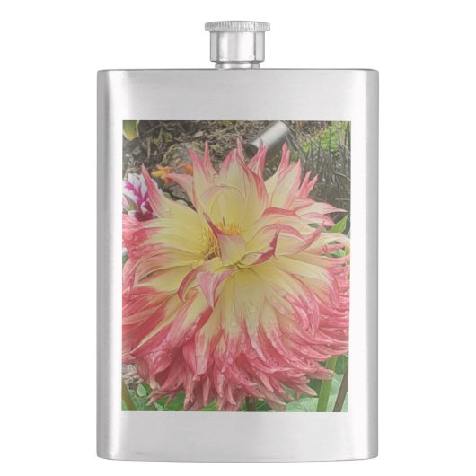 Roze en gele Dahlia Klassieke Hip Flask Flacon (Voorkant)