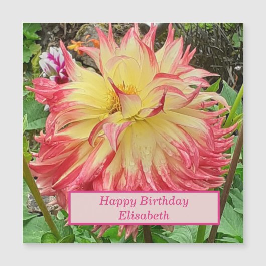 Roze en gele Dahlia Magnetic Card (Voorkant)