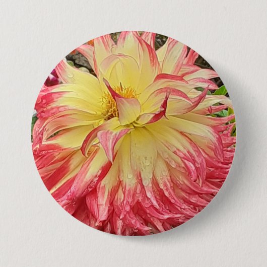 Roze en gele Dahlia Ronde Button 7,6 Cm (Voorkant)