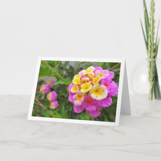 Roze en gele Lantana Flowers Kaart (Voorkant)