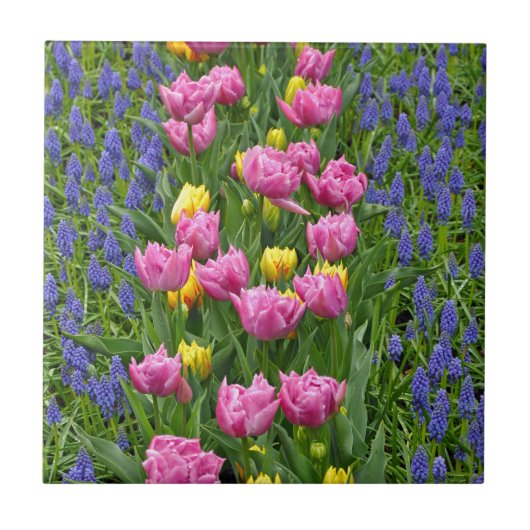 Roze en gele lentuslippen tegeltje (Voorkant)