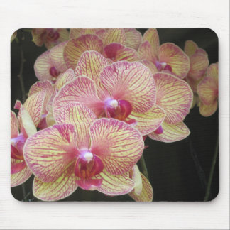 Roze en gele moth Orchid Mousepad Muismat