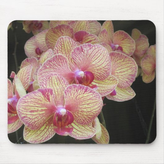 Roze en gele moth Orchid Mousepad Muismat (Voorkant)