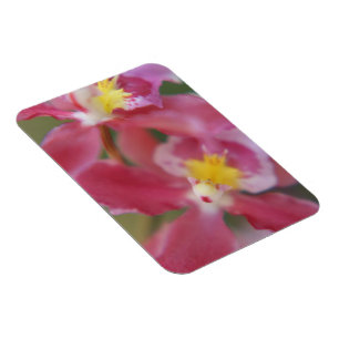 Roze en gele orchideeën magneet