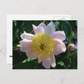 Roze en Gele Pioenen Mooie Bloemen Briefkaart (Voorkant / Achterkant)