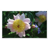 Roze en Gele Pioenen Mooie Bloemen Foto Afdruk (Voorkant)