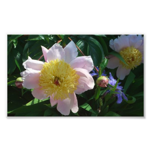 Roze en Gele Pioenen Mooie Bloemen Foto Afdruk (Voorkant)