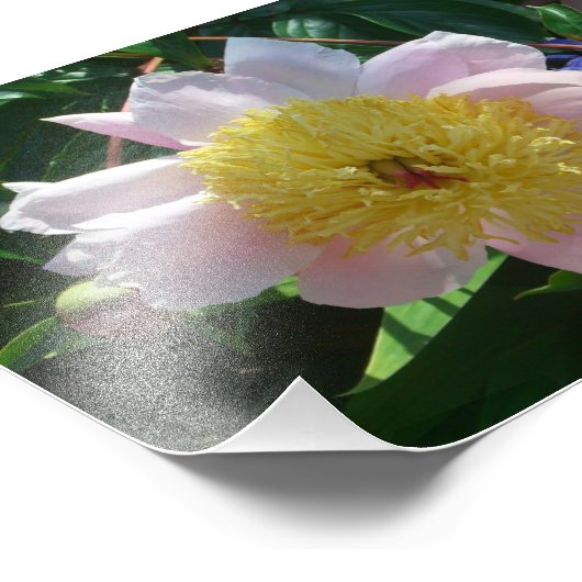 Roze en Gele Pioenen Mooie Bloemen Foto Afdruk (Hoek)