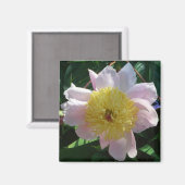 Roze en Gele Pioenen Mooie Bloemen Magneet (Voorkant / Achterkant)