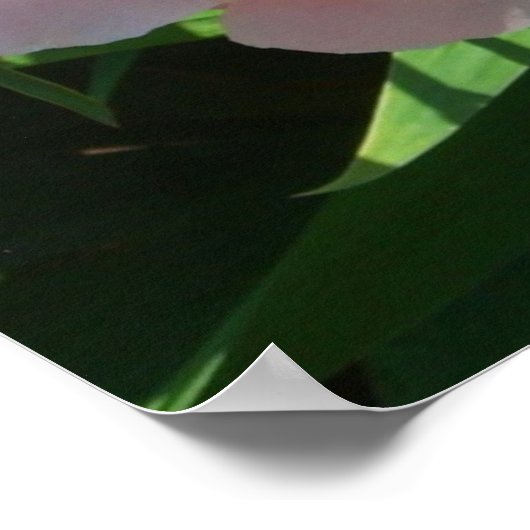 Roze en Gele Pioenen Mooie Bloemen Poster (Hoek)